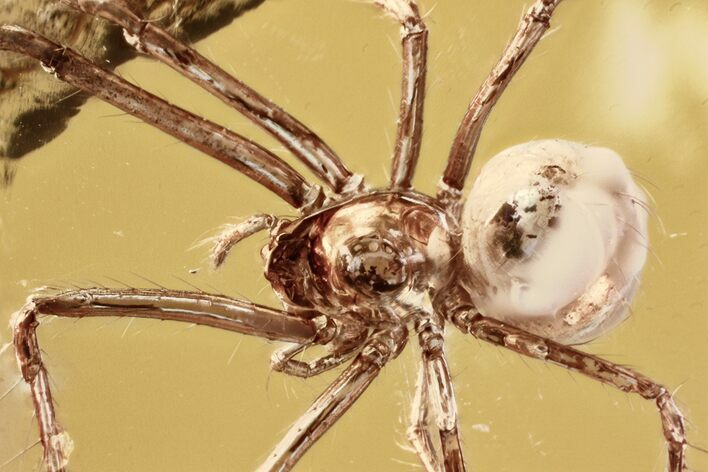 Detailed Fossil Spider (Araneae) In Baltic Amber #321710